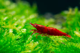 Bloody Mary Neocaridina Shrimp