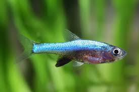 Blue Axelrod Rasbora