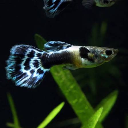 Guppy Blueberry M