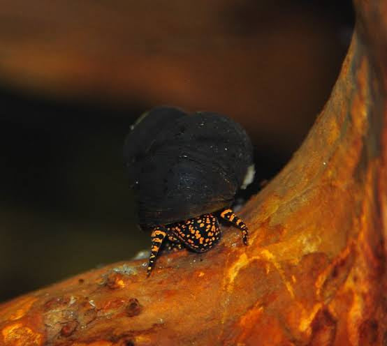 Blueberry Snail