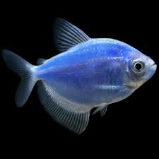 Blue Glow Tetra