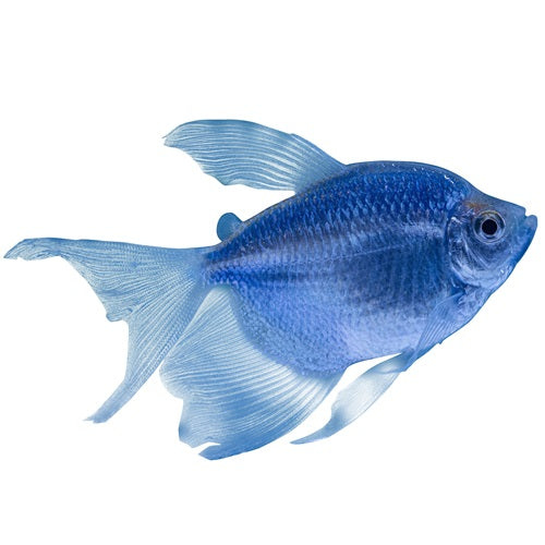 Blue Longfin Glow Tetra