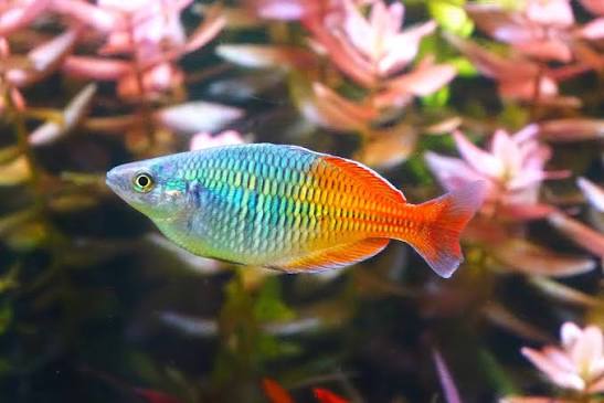 Bosemani Rainbowfish