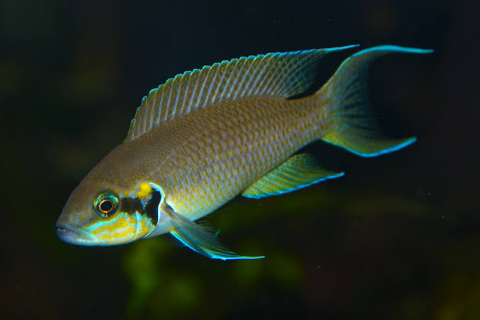 Brichardi Cichlid