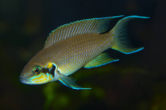 Brichardi Cichlid