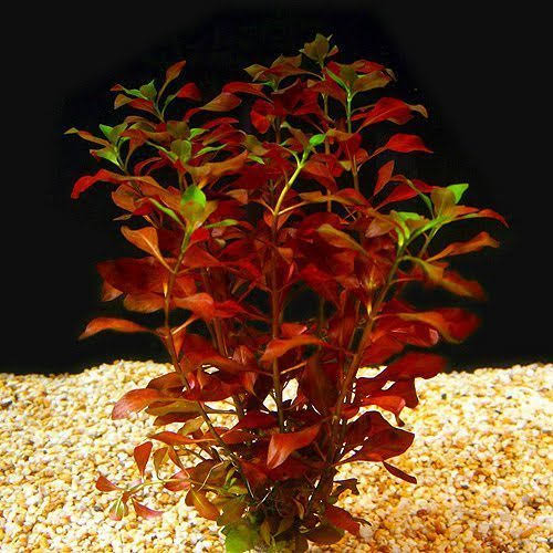Ludwigia Broad Leaf