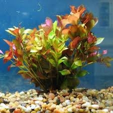 Broad Leaf Ludwigia
