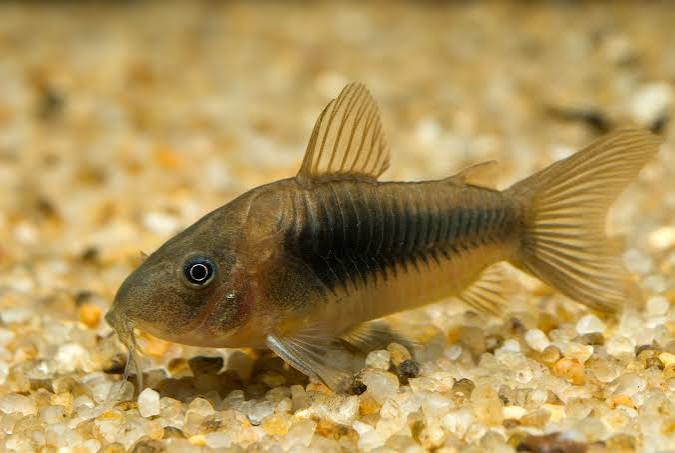 Cory Bronze