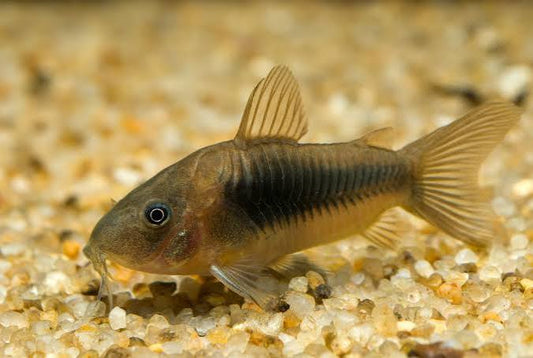 Cory Bronze