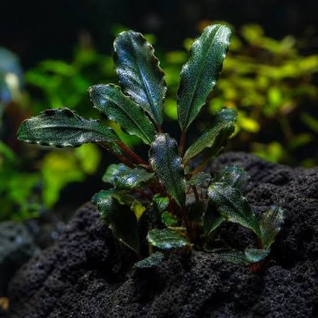 Bucephalandra Magnum Blue