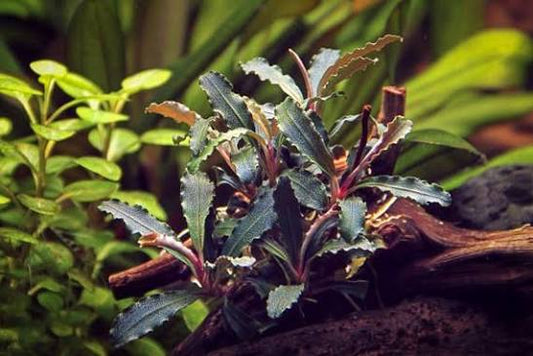 Bucephalandra Red Scorpio