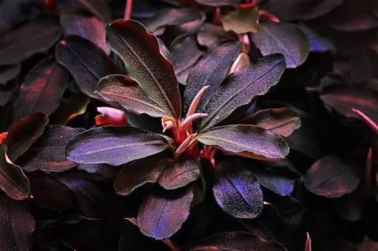Bucephalandra Theia Red