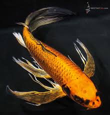 Premium Butterfly Koi 8-10"