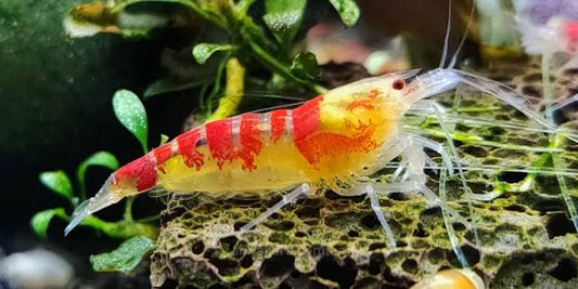 Calceo Bee