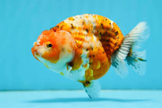 Ranchu Mixed