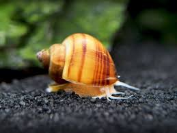 Chestnut Mystery Snail