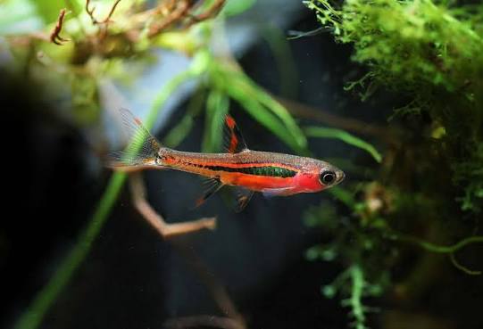 Rasbora Chili