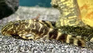 Clown Pleco
