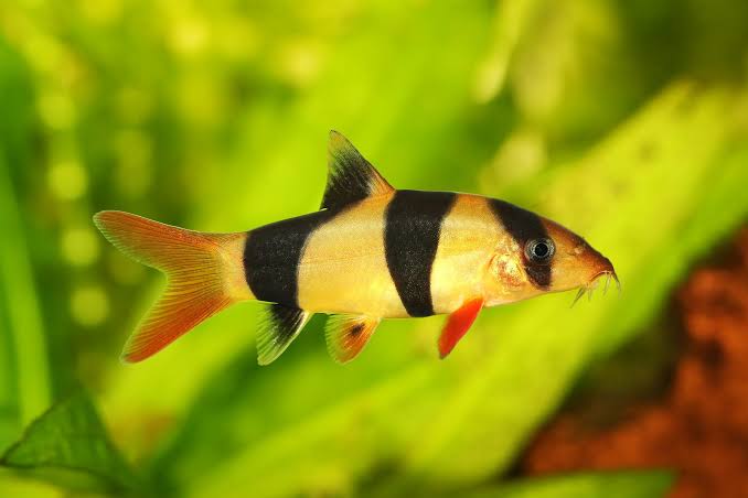 Loach Clown