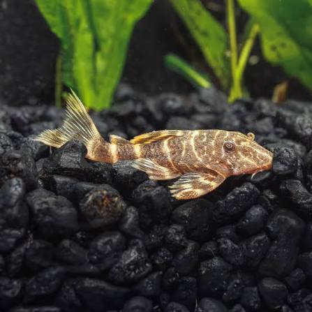 Clown Pleco