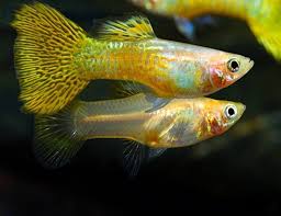 Golden Cobra Guppy