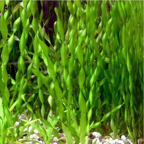 Vallisneria Contortion