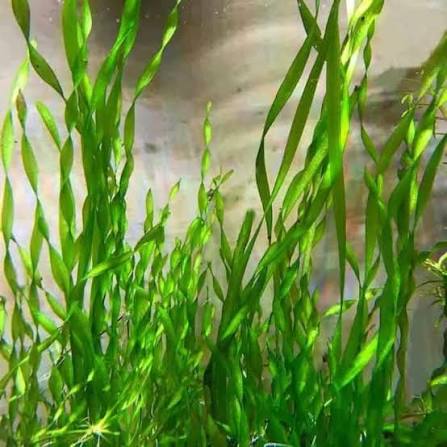 Vallisneria Corkscrew