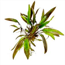 Crypt Wendtii Red