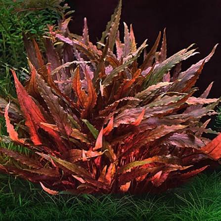 Crypt Wendtii Red