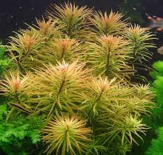 Cuban Ludwigia