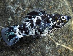Dalmatian Molly