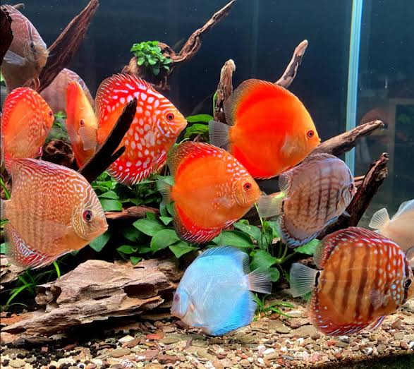 Discus 4-5"