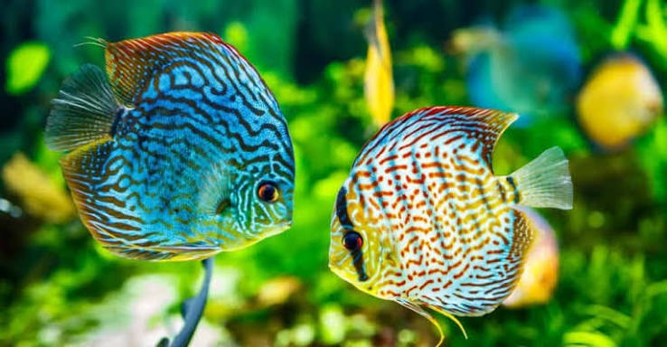 Discus 3"