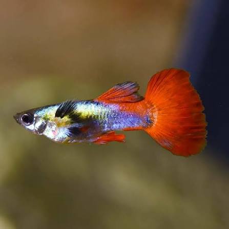 Guppy Dumbo Ear M