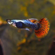 Orange Dumbo Ear Guppy