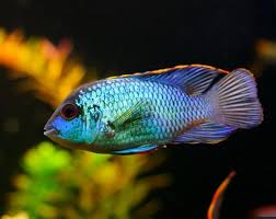 Electric Blue Acara