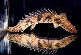 Endlicheri Bichir