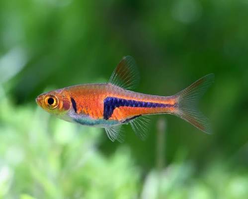 Rasbora Espes