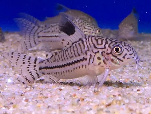 Cory False Julii