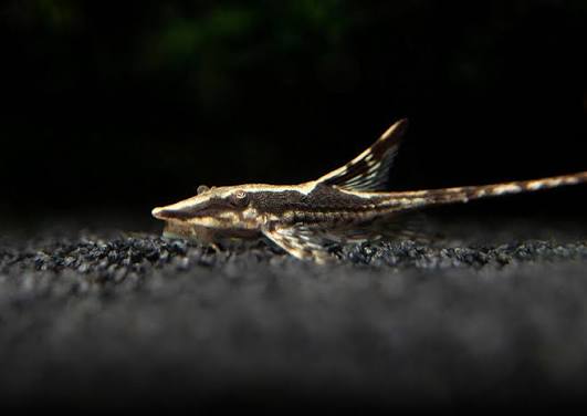 Farlowella Whiptail