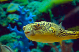 Fahaka Puffer