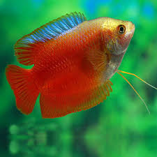 Dwarf Flame Gourami