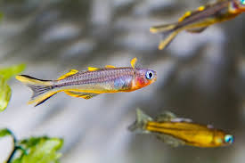Forktail Blue Eye Rainbowfish