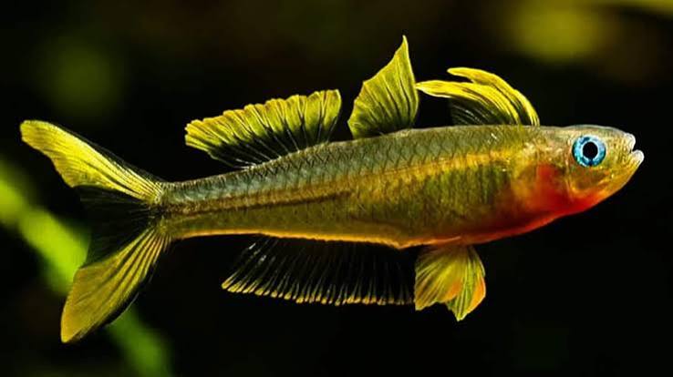 Forktail Rainbowfish