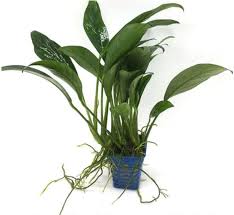 Anubias Frazeri