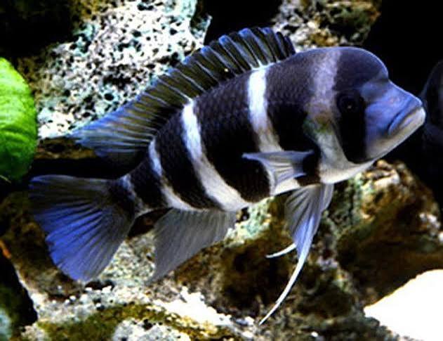 Frontosa