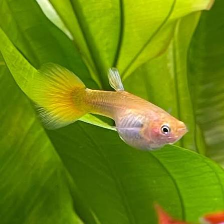 Guppy Full Gold F