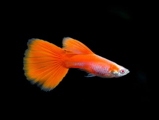 Guppy Albino Full Red M
