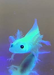 GFP Axolotl