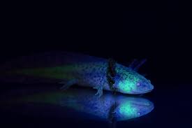 3" Wild GFP